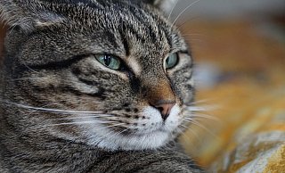 Ein Autofahrer flüchtete vom Unfallort nachdem er eine Katze angefahren hatte. - (Symbolbild) Pixabay Ein Autofahrer flüchtete vom Unfallort nachdem er eine Katze angefahren hatte. - (Symbolbild) Pixabay