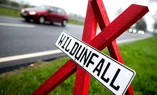 Am häufigsten von Wildunfällen betroffen sind bundesweit Rehe. Im Kreis Gütersloh sind von April 2024 bis März 2025 insgesamt 1.122 Tiere im Straßenverkehr zu Tode gekommen. - Hauke-Christian Dittrich/dpa Am häufigsten von Wildunfällen betroffen sind bundesweit Rehe. Im Kreis Gütersloh sind von April 2024 bis März 2025 insgesamt 1.122 Tiere im Straßenverkehr zu Tode gekommen. - Hauke-Christian Dittrich/dpa