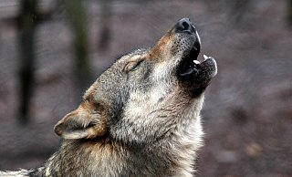 Der erneute Nachweis eines Wolfes bei Lichtenau hat für Besorgnis in der Bevölkerung geführt. (Symbolbild) - Fynn Müller Der erneute Nachweis eines Wolfes bei Lichtenau hat für Besorgnis in der Bevölkerung geführt. (Symbolbild) - Fynn Müller