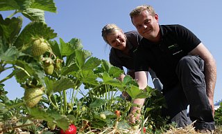 Das perfekte Erdbeerwetter: Julia und Simon Engemann schauen nach den Bio-Früchten auf ihren Feldern bei Willebadessen-Eissen. - Dieter Scholz Das perfekte Erdbeerwetter: Julia und Simon Engemann schauen nach den Bio-Früchten auf ihren Feldern bei Willebadessen-Eissen. - Dieter Scholz