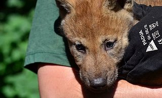 Stimmen Sie ab: Die kleinen Wölfe im Tierpark Olderdissen sollen getauft werden. - NW Stimmen Sie ab: Die kleinen Wölfe im Tierpark Olderdissen sollen getauft werden. - NW