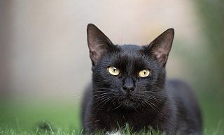 Eine Katze wurde mit einem Luftgewehr schwer verletzt und musste eingeschläfert werden. - Symbolbild: Pixabay Eine Katze wurde mit einem Luftgewehr schwer verletzt und musste eingeschläfert werden. - Symbolbild: Pixabay
