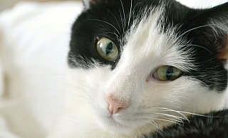 Katze Sam wurde mit ihren Geschwistern und ihrer Mutter in einem Garten gefunden. - Pixabay/Symbolbild Katze Sam wurde mit ihren Geschwistern und ihrer Mutter in einem Garten gefunden. - Pixabay/Symbolbild