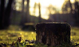 Zeitnah sollen im Stadtpark neue Bäume nachgepflanzt werden. - Symbolfoto/ Pixabay Zeitnah sollen im Stadtpark neue Bäume nachgepflanzt werden. - Symbolfoto/ Pixabay