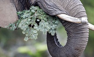 Die afrikanische Elefantendame Daisy verspeist einen Tannenbaum. - Foto: Roland Weihrauch/dpa Die afrikanische Elefantendame Daisy verspeist einen Tannenbaum. - Foto: Roland Weihrauch/dpa
