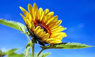 - Couleur/Pixabay - Couleur/Pixabay