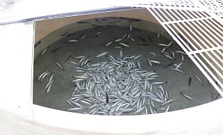 Mehrere Tausend Fische verendeten in einer Forellenzuchtanlage bei Höxter-Ottbergen. - Polizei Höxter Mehrere Tausend Fische verendeten in einer Forellenzuchtanlage bei Höxter-Ottbergen. - Polizei Höxter