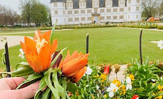 Unbekannte Täter haben die Blüten von rund 500 Kaiserkronen abgeschnitten. - Schloss und Auenpark Gesellschaft Unbekannte Täter haben die Blüten von rund 500 Kaiserkronen abgeschnitten. - Schloss und Auenpark Gesellschaft
