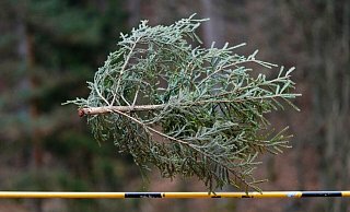 Könnten Sie einen Weihnachtsbaum mehr als sieben Meter weit werfen? Falls ja: Ab ins rheinland-pfälzische Weidenthal! Dort trifft sich alljährliche die Elite dieses - sagen wir - Sports. - Uwe Anspach/dpa Könnten Sie einen Weihnachtsbaum mehr als sieben Meter weit werfen? Falls ja: Ab ins rheinland-pfälzische Weidenthal! Dort trifft sich alljährliche die Elite dieses - sagen wir - Sports. - Uwe Anspach/dpa