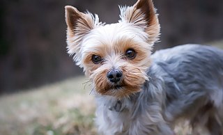 Auch der Yorkshire-Terrier schafft es in Höxter in die Liste der zehn beliebtesten Hundearten. - Pixabay/Pezibear Auch der Yorkshire-Terrier schafft es in Höxter in die Liste der zehn beliebtesten Hundearten. - Pixabay/Pezibear