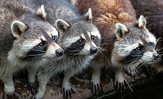 Niedlich anzusehen, aber für die Bürger, die ihn mittlerweile täglich ertragen müssen, eine echte Plage: der Waschbär. - Pixabay/Symbolbild Niedlich anzusehen, aber für die Bürger, die ihn mittlerweile täglich ertragen müssen, eine echte Plage: der Waschbär. - Pixabay/Symbolbild