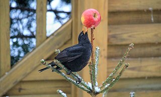 Zweite Chance: Eine Amsel pickt an einem Apfel auf einem ausgedienten Weihnachtsbaum. - Hans Benn/Pixabay Zweite Chance: Eine Amsel pickt an einem Apfel auf einem ausgedienten Weihnachtsbaum. - Hans Benn/Pixabay
