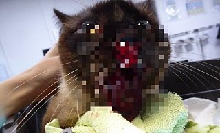 Triggerwarnung (Klarfoto mit Verletzung im Text): Das Tier ist am Kopf schwer verletzt worden. Tierärztin und Halterin haben einen schlimmen Verdacht. - Privat Triggerwarnung (Klarfoto mit Verletzung im Text): Das Tier ist am Kopf schwer verletzt worden. Tierärztin und Halterin haben einen schlimmen Verdacht. - Privat