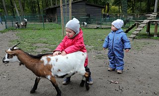 Malina und Lias - beide 2 Jahre alt - sind mit ihren Müttern aus Vlotho angereist und vergnügen sich mit den kecken Ziegen im Streichelzoo. - Frank-Michael Kiel-Steinkamp Malina und Lias - beide 2 Jahre alt - sind mit ihren Müttern aus Vlotho angereist und vergnügen sich mit den kecken Ziegen im Streichelzoo. - Frank-Michael Kiel-Steinkamp