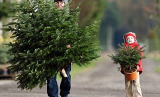 Oh Tannenbaum, oh Tannenbaum. . . die Adventszeit beginnt und damit kommt bei vielen die Frage auf, wo sie in diesem Jahr ihren Weihnachtsbaum kaufen. - dpa Oh Tannenbaum, oh Tannenbaum. . . die Adventszeit beginnt und damit kommt bei vielen die Frage auf, wo sie in diesem Jahr ihren Weihnachtsbaum kaufen. - dpa