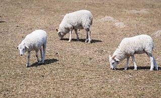 Aktuell gebe es lediglich im Osten Sachsens, Brandenburgs und Mecklenburg-Vorpommerns noch einzelne Regionen, in denen trockenere Böden registriert werden. - Fabian Sommer/dpa Aktuell gebe es lediglich im Osten Sachsens, Brandenburgs und Mecklenburg-Vorpommerns noch einzelne Regionen, in denen trockenere Böden registriert werden. - Fabian Sommer/dpa