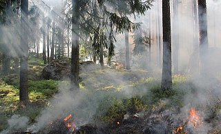 Waldbrandgefahr: In Bielefeld herrscht derzeit die zweithöchste Gefährdungsstufe. - Symbolfoto Pixabay Waldbrandgefahr: In Bielefeld herrscht derzeit die zweithöchste Gefährdungsstufe. - Symbolfoto Pixabay