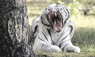 Ein seltener Schnappschuss, den Udo Richter von einem ebenso seltenen weißen Tiger im Safariland gemacht hat. - Udo Richter Ein seltener Schnappschuss, den Udo Richter von einem ebenso seltenen weißen Tiger im Safariland gemacht hat. - Udo Richter