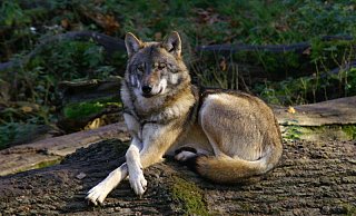 Die Rückkehr des Wolfs auch nach Ostwestfalen-Lippe sorgt immer wieder für heftige Diskussionen. - Landesforsten Die Rückkehr des Wolfs auch nach Ostwestfalen-Lippe sorgt immer wieder für heftige Diskussionen. - Landesforsten