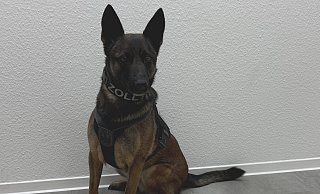 Zoll-Einsatz im Kreis Gütersloh: Die Bielefelder Zollhündin "Skadi" zeigte an zwei im Kofferraum verstauten Kartons den Geruch von Betäubungsmitteln an. - Hauptzollamt Bielefeld Zoll-Einsatz im Kreis Gütersloh: Die Bielefelder Zollhündin "Skadi" zeigte an zwei im Kofferraum verstauten Kartons den Geruch von Betäubungsmitteln an. - Hauptzollamt Bielefeld