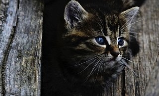 Drei Tiere wurden ärztlich behandelt, sie überlebten aber nicht. - Symbolbild: Pixabay Drei Tiere wurden ärztlich behandelt, sie überlebten aber nicht. - Symbolbild: Pixabay