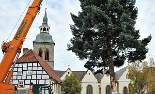 Die knapp 20 Meter hohe Nordmanntanne kam etwas verspätet an den Haken. - Waltraud Leskovsek Die knapp 20 Meter hohe Nordmanntanne kam etwas verspätet an den Haken. - Waltraud Leskovsek