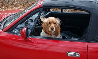 Wer seinen Hund im Auto mitnimmt, muss für ausreichend Frischluft sorgen. - Pixabay (Themenbild) Wer seinen Hund im Auto mitnimmt, muss für ausreichend Frischluft sorgen. - Pixabay (Themenbild)