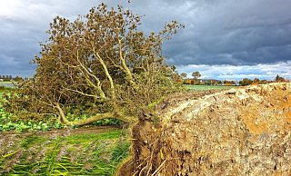 Besonders heftig fallen die Windböen an der Küste aus (Symbolfoto). - Pixabay/ jorono Besonders heftig fallen die Windböen an der Küste aus (Symbolfoto). - Pixabay/ jorono