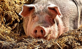 Das Schwein bekamen die Einsatzkräfte nicht unter Kontrolle. - Symbolbild: Pixabay Das Schwein bekamen die Einsatzkräfte nicht unter Kontrolle. - Symbolbild: Pixabay