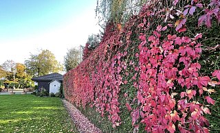 Die prächtige Lebensbaumhecke ist überzogen von einem Teppich aus Wildem Wein. Jedes Jahr im Herbst freut sich Gartenbesitzerin Gerda Nagel über dieses Bild. - Tasja Klusmeyer Die prächtige Lebensbaumhecke ist überzogen von einem Teppich aus Wildem Wein. Jedes Jahr im Herbst freut sich Gartenbesitzerin Gerda Nagel über dieses Bild. - Tasja Klusmeyer