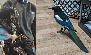 Wie ein neuer Vogel: Nils ist nach einem halben Jahr völlig verwandelt. - Tierschutzverein Bielefeld Wie ein neuer Vogel: Nils ist nach einem halben Jahr völlig verwandelt. - Tierschutzverein Bielefeld