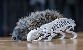 Mit Igel-Dummies werden Versuche unternommen, ob und wie gut Mähroboter die Stacheltiere erkennen und ihnen rechtzeitig ausweichen. Auch Verletzungen können so dokumentiert werden. - Crashtest-Service CTS Mit Igel-Dummies werden Versuche unternommen, ob und wie gut Mähroboter die Stacheltiere erkennen und ihnen rechtzeitig ausweichen. Auch Verletzungen können so dokumentiert werden. - Crashtest-Service CTS