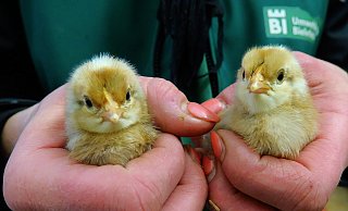 Bielefelder Kennhühner sollen zu den Bewohnern der historischen Hofstelle im Tierpark Olderdissen gehören - hier zwei Küken der Rasse. - Kurt Ehmke Bielefelder Kennhühner sollen zu den Bewohnern der historischen Hofstelle im Tierpark Olderdissen gehören - hier zwei Küken der Rasse. - Kurt Ehmke