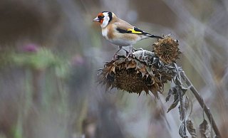 Schöner Anblick: Ein Stieglitz sitzt auf einer vertrockneten Sonnenblume. Die Samen gehören zum Speiseplan des Vogels, der im Jahr zwei Bruten aufziehen kann. - Thomas Warnack Schöner Anblick: Ein Stieglitz sitzt auf einer vertrockneten Sonnenblume. Die Samen gehören zum Speiseplan des Vogels, der im Jahr zwei Bruten aufziehen kann. - Thomas Warnack