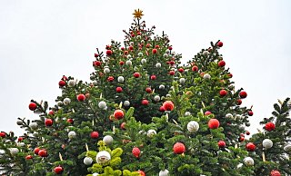 Der frühe Weihnachtsbaum liegt im Trend. - Patrick Pleul/dpa Der frühe Weihnachtsbaum liegt im Trend. - Patrick Pleul/dpa