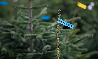Beliebtester Weihnachtsbaum: Rund 85 Prozent der Käuferinnen und Käufer entscheiden sich für die Nordmanntanne. - Julian Stratenschulte/dpa Beliebtester Weihnachtsbaum: Rund 85 Prozent der Käuferinnen und Käufer entscheiden sich für die Nordmanntanne. - Julian Stratenschulte/dpa
