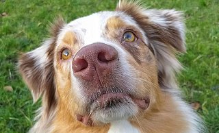 Mehrfach sind in den vergangenen zwei Wochen für Hunde gefährliche Köder gefunden worden. (Symbolbild) - Pixabay/AStoKo Mehrfach sind in den vergangenen zwei Wochen für Hunde gefährliche Köder gefunden worden. (Symbolbild) - Pixabay/AStoKo
