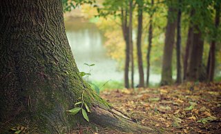 Immer mehr Menschen wünschen sich eine Beisetzung im Ruhewald. - Symbolbild: Pixabay Immer mehr Menschen wünschen sich eine Beisetzung im Ruhewald. - Symbolbild: Pixabay