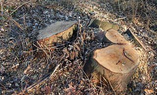 Kahlschlag im Dezember 2016 zwischen dem Schulzentrum Burg und der Ems, dotr wo die Trasse für den Südringschluss geplant wird. - Marion Pokorra-Brockschmidt Kahlschlag im Dezember 2016 zwischen dem Schulzentrum Burg und der Ems, dotr wo die Trasse für den Südringschluss geplant wird. - Marion Pokorra-Brockschmidt