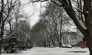 Entlang der Platanen an der Ravensberger Straße – hier frisch von Schnee bedeckt – soll in Zukunft die Lutter offen plätschern können. - Silke Kröger Entlang der Platanen an der Ravensberger Straße – hier frisch von Schnee bedeckt – soll in Zukunft die Lutter offen plätschern können. - Silke Kröger