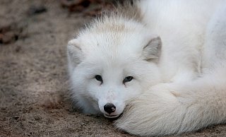 Der Polarfuchs vom Tierpark in Herford hat im Winter ein weißes Fell. Bei seinem Transport in den Stadtzoo hatte das männliche Tier scheinbar Verdauungsprobleme, wie aus einer Folge des neuen Podcasts "Tierisch Wild" hervorgeht. - Frank-Michael Kiel-Steinkamp (Archivfoto) Der Polarfuchs vom Tierpark in Herford hat im Winter ein weißes Fell. Bei seinem Transport in den Stadtzoo hatte das männliche Tier scheinbar Verdauungsprobleme, wie aus einer Folge des neuen Podcasts "Tierisch Wild" hervorgeht. - Frank-Michael Kiel-Steinkamp (Archivfoto)