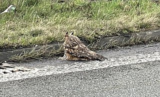 Eine Waldohreule wurde auf der A 2 entdeckt. Das Tier konnte gerettet werden und wird jetzt im Tierpark Herford aufgepäppelt. - Autobahn Eine Waldohreule wurde auf der A 2 entdeckt. Das Tier konnte gerettet werden und wird jetzt im Tierpark Herford aufgepäppelt. - Autobahn