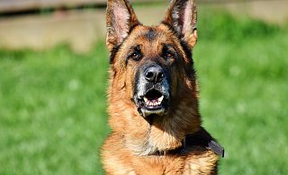 Ein Schäferhund könnte das Jungtier angegriffen haben. (Symbolbild) - Pixabay Ein Schäferhund könnte das Jungtier angegriffen haben. (Symbolbild) - Pixabay