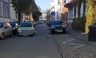 Vorsicht, Falschfahrer in Bielefeld unterwegs. - Frauke Huhn Vorsicht, Falschfahrer in Bielefeld unterwegs. - Frauke Huhn