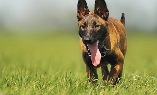 Um eine Gefährdung der Allgemeinheit durch den freilaufenden Malinois auszuschließen, wurde das Tier erschossen. - Symbolbild: Pexels Um eine Gefährdung der Allgemeinheit durch den freilaufenden Malinois auszuschließen, wurde das Tier erschossen. - Symbolbild: Pexels