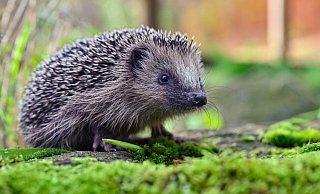 Igel werden von Mährobotern schnell übersehen. Bereits kleine Hautverletzungen können für die Tiere lebensbedrohlich sein. In Paderborn wird daher ein Nachtmähverbot gefordert. - Patrick Pleul/dpa/dpa-tmn Igel werden von Mährobotern schnell übersehen. Bereits kleine Hautverletzungen können für die Tiere lebensbedrohlich sein. In Paderborn wird daher ein Nachtmähverbot gefordert. - Patrick Pleul/dpa/dpa-tmn