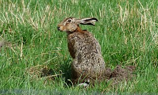 Wer mit offenen Augen durch die Natur geht, kann sie wieder vermehrt beobachten: die Feldhasen. - Biologische Station Gütersloh/Bielefeld Wer mit offenen Augen durch die Natur geht, kann sie wieder vermehrt beobachten: die Feldhasen. - Biologische Station Gütersloh/Bielefeld