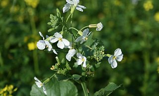 Die blühenden Pflanzen wie der weiß blühende Ölrettich sind im Sommer gesät worden. - WLV Die blühenden Pflanzen wie der weiß blühende Ölrettich sind im Sommer gesät worden. - WLV