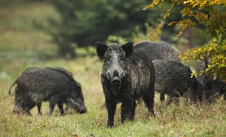 Eine Wildschwein-Rotte im Wald. - picture alliance / imageBROKER Eine Wildschwein-Rotte im Wald. - picture alliance / imageBROKER