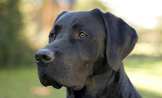 Der Schwarze Labrador Joe (4) wurde von den englischen Foxhounds schwer verletzt. - Privat Der Schwarze Labrador Joe (4) wurde von den englischen Foxhounds schwer verletzt. - Privat